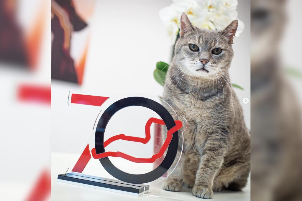 Formel 1 Imola Katze Credit: formulinotheking / Instagram