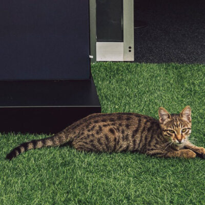 Formel 1 Baku Katze 2025