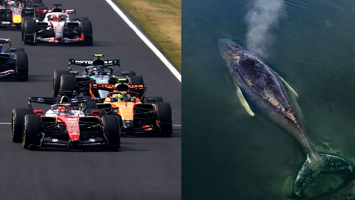 Formel 1, Wal Timmy, Credit: Mark Thompson/Getty Images, Green Peace Deutschland